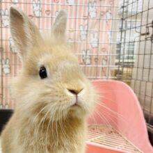 【最新画像】キュートすぎるライオンラビットちゃん❣️男の子(オレンジ)