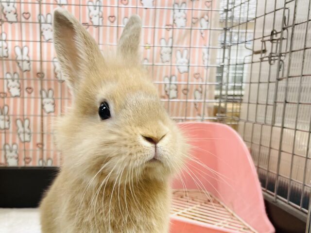 【最新画像】キュートすぎるライオンラビットちゃん❣️男の子(オレンジ)