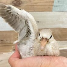 モクっと💭ホクホクぴ～なっつ🎶🥜⋆*ジュズカケバト(2025年2月生まれ)
