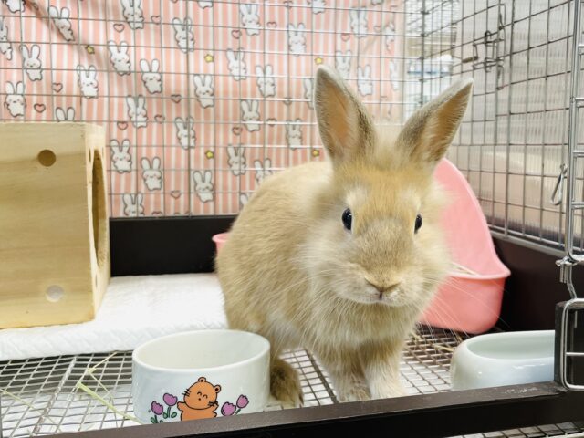 ライオンラビット