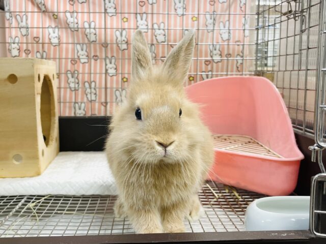ライオンラビット