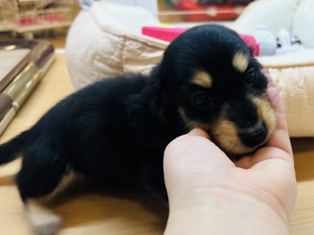 ミニチュアダックス
