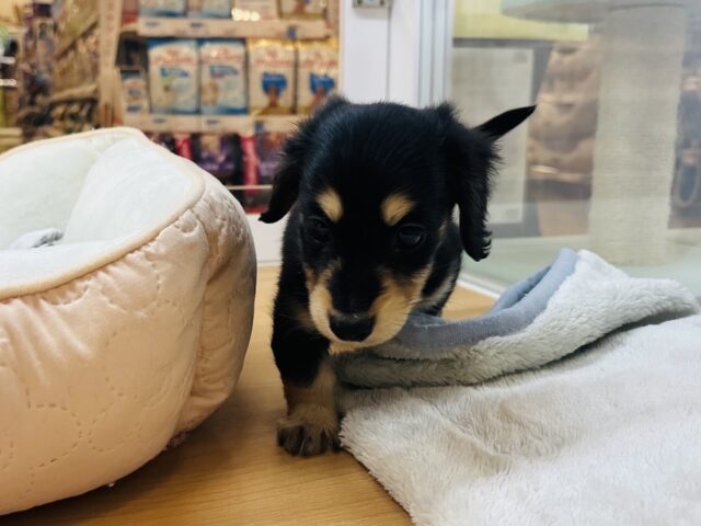 ミニチュアダックス
