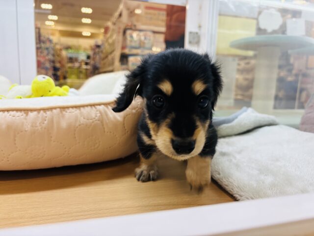 ミニチュアダックス