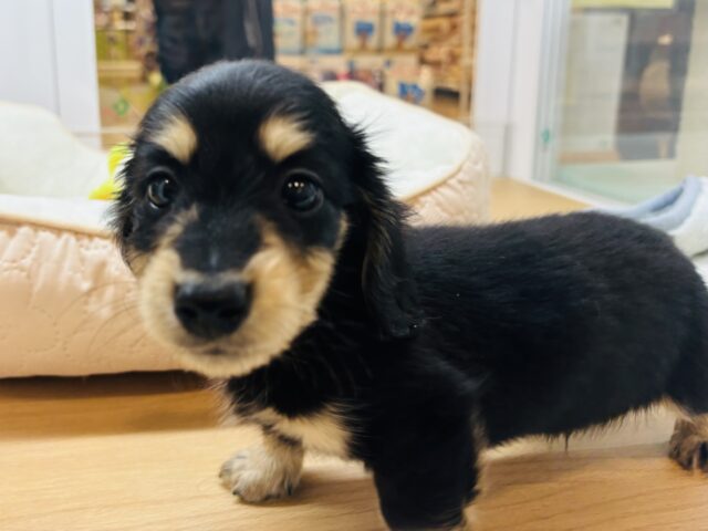 ミニチュアダックス