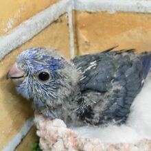 ザーザーぴえぽ🎶可愛いんだSea～🌊🐬⋆꙳サザナミインコ(2025年2月下旬生まれ)
