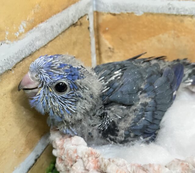 ザーザーぴえぽ🎶可愛いんだSea～🌊🐬⋆꙳サザナミインコ(2025年2月下旬生まれ)