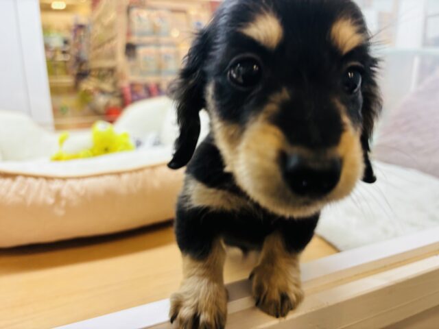 ミニチュアダックス