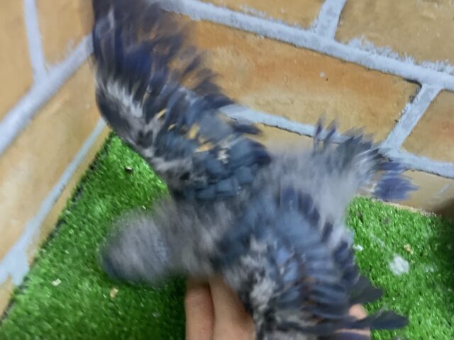 サザナミインコ