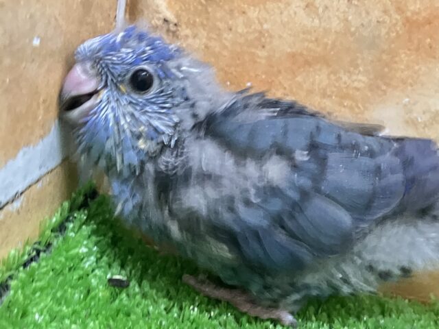 サザナミインコ