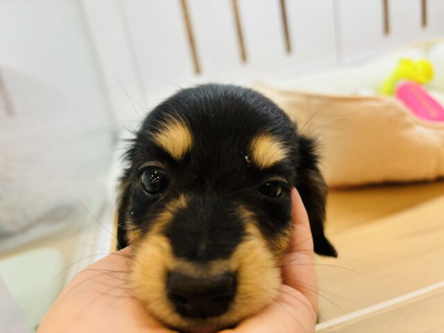 ミニチュアダックス