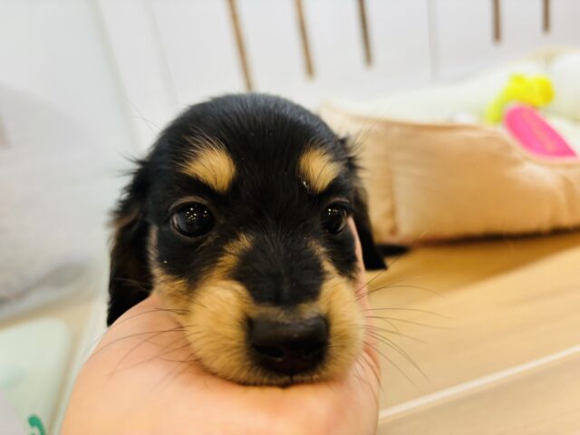 ミニチュアダックス