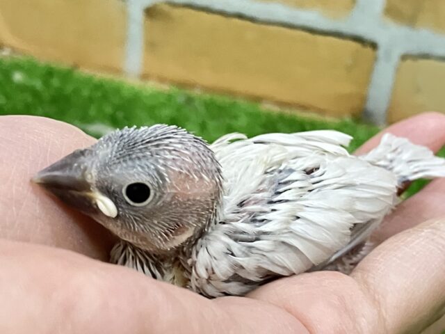 シルバー文鳥