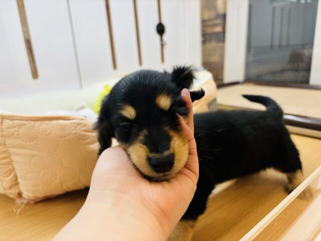 ミニチュアダックス