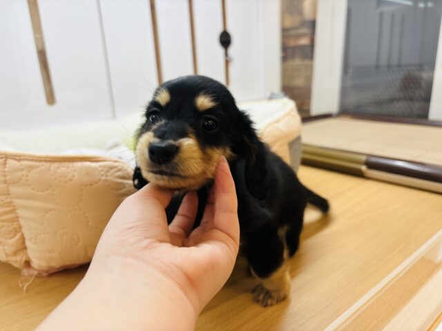 ミニチュアダックス