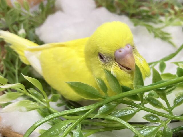 セキセイインコ