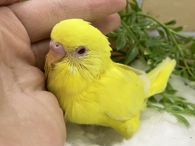 セキセイインコ