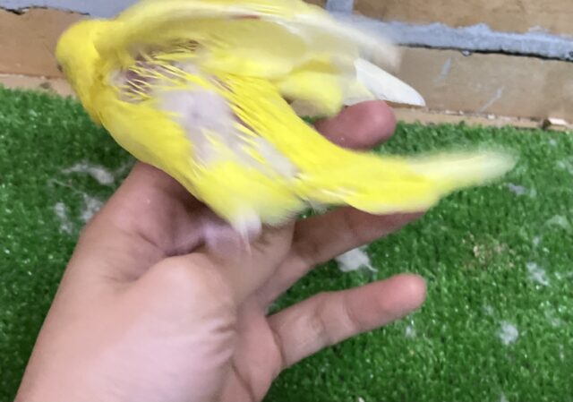 セキセイインコ