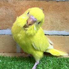 えっ！👀キンキンに輝く陸上選手でした？！✨🏃‪💨セキセイインコ(ルチノー/2025年2月下旬生まれ)