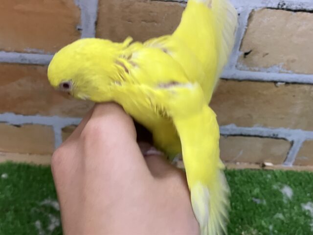 セキセイインコ