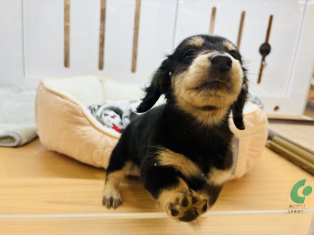 ミニチュアダックス
