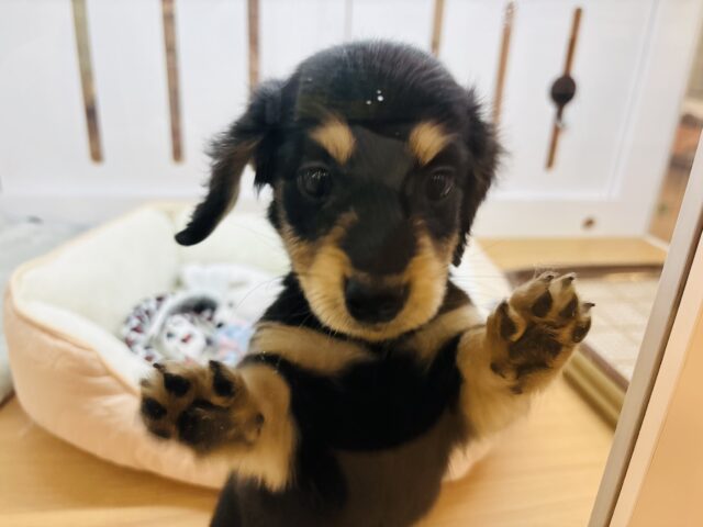 ミニチュアダックス