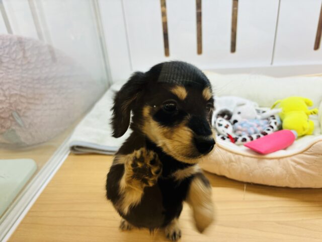 ミニチュアダックス