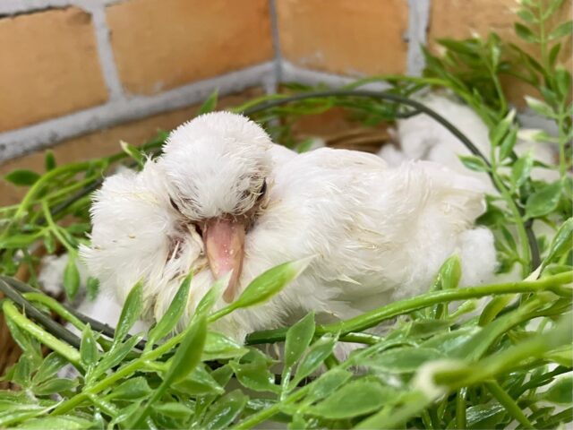 将来は綿雪になりたい系ぽっぽォ🕊˻˳˯ₑ®ギンバト(2025年2月下旬生まれ)