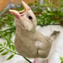 ✨3/23更新✨𝕔𝕒𝕗𝕖 𝕝𝕒𝕥𝕥𝕖はホットが希望っ☕️🤎✨シナモン文鳥(2025年2月生まれ)