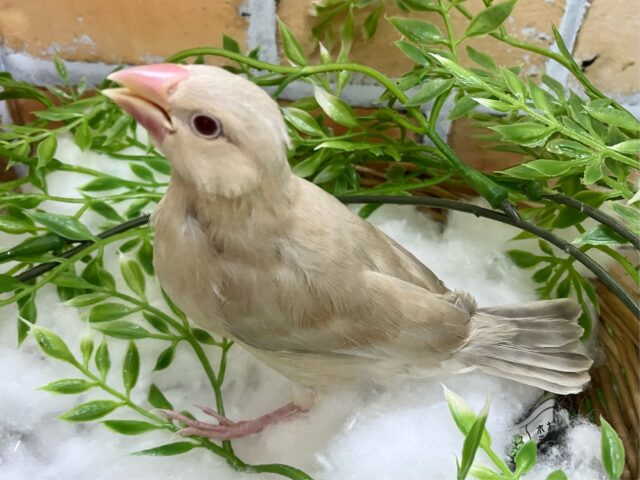 シナモン文鳥