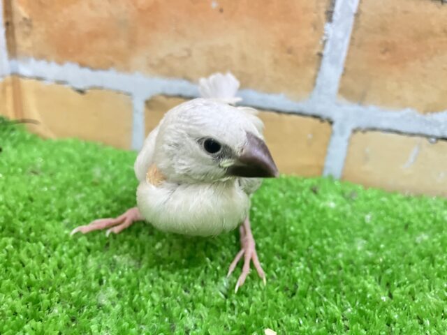 シルバー文鳥