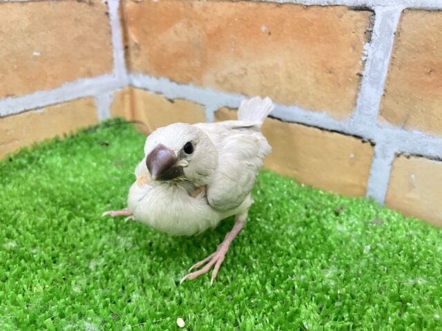 シルバー文鳥