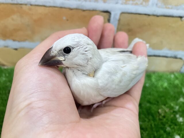 シルバー文鳥