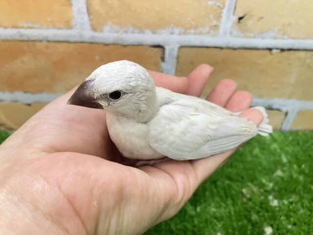 シルバー文鳥