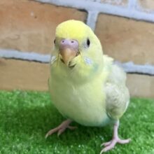 ✨3/26更新✨ニュアンスカラーが素敵♡黄色ﾏｼﾏｼなの🌼🌙セキセイインコ(パステルレインボースパングルパイド/2月下旬生まれ)
