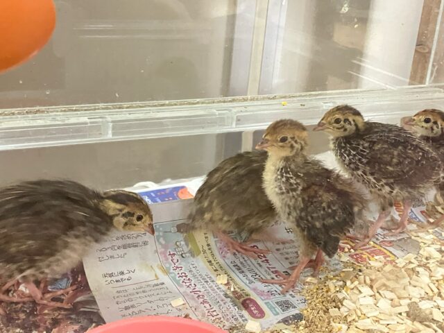 並ウズラ