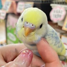 ✨3/26更新✨ザ•パステルカラー♡パステルレインボースパングルパイドのセキセイインコ！