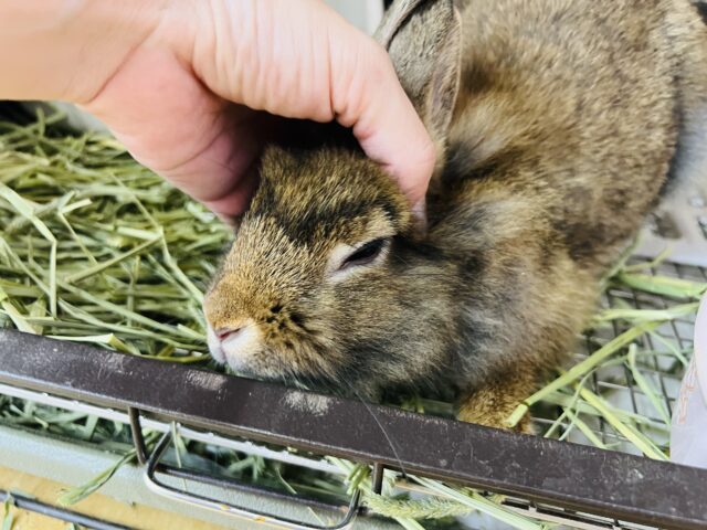 ライオンラビット