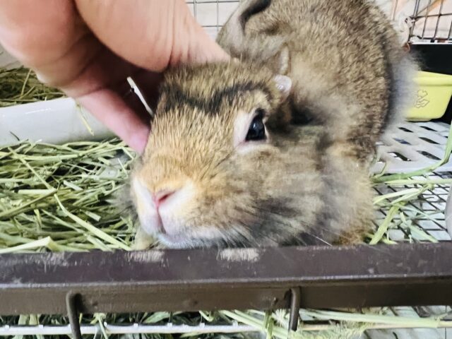 ライオンラビット