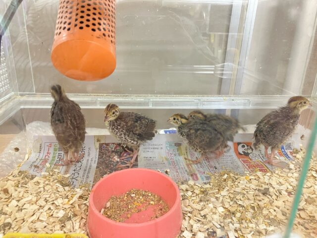 並ウズラ