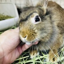 画像更新☆ガオー！🦁可愛すぎるミニマムらいおん♡ライオンラビット入舎です☆