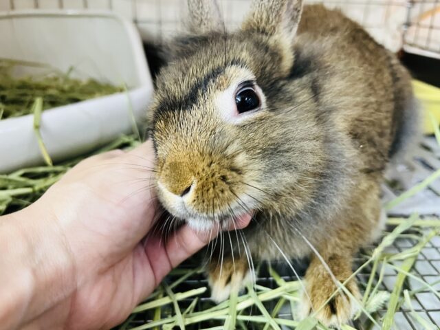 画像更新☆ガオー！🦁可愛すぎるミニマムらいおん♡ライオンラビット入舎です☆
