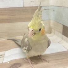 ✨3/28更新✨お待たせ🌟あまあまバナナチョコ𝕔𝕒𝕜𝕖🧁𓈒  ̇𓂂💭オカメインコ(シナモン/2025年1月生まれ)