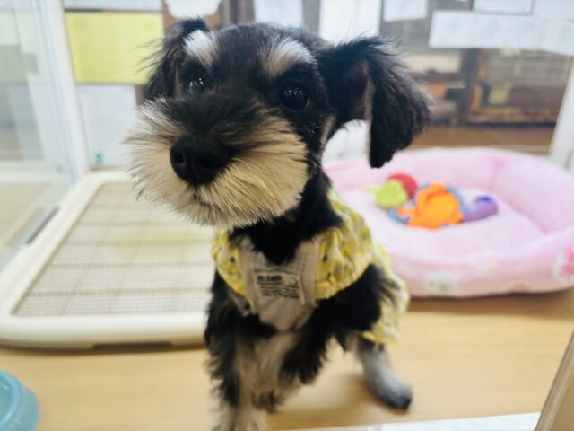 ミニチュアシュナウザー