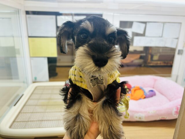 ミニチュアシュナウザー