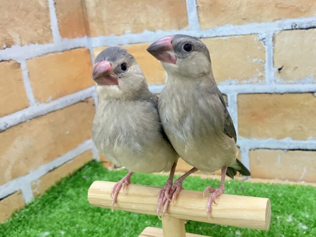✨最新画像✨舞い降りた2羽は似た者同士👍🏻ᖛ ̫ ᖛ )桜文鳥(2025年2月下旬生まれ)