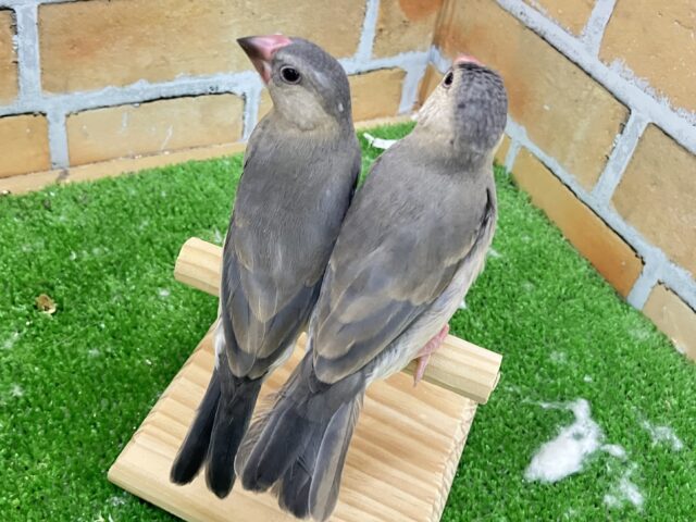 桜文鳥