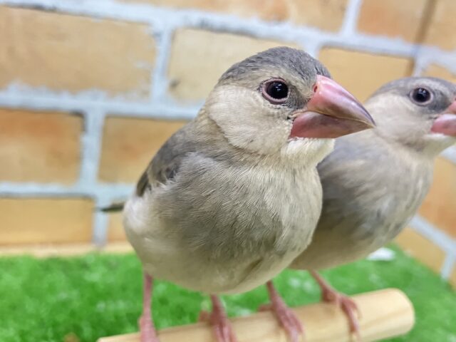 桜文鳥