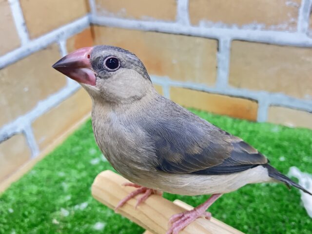 桜文鳥