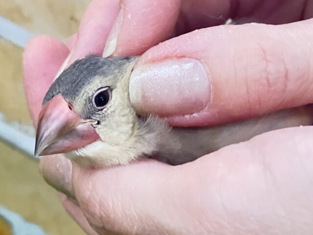 桜文鳥